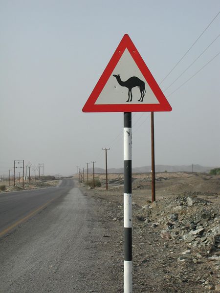 Fichier:Camel crossing.jpg