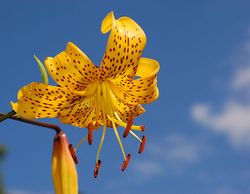 Lily Lilium 'Citronella' Flower 2578px.jpg