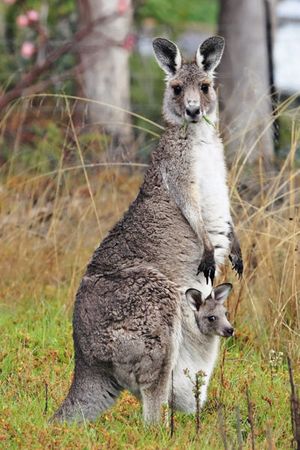 Une femelle kangourou portant dans sa poche marsupiale son petit.