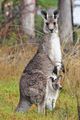 Kangourou géant et son petit.jpg
