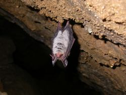 Un vespertillion de Bechstein, dans une grotte