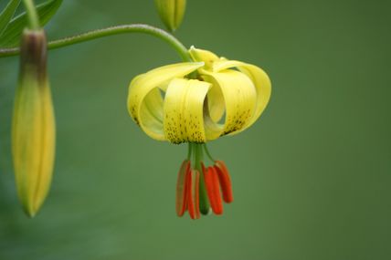 Fleur de lys des Pyrénées