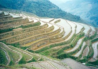 Terrasses de culture dans une rizière en Chine.