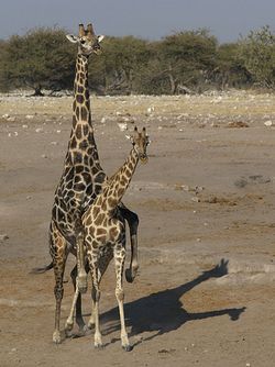 Giraffa camelopardalis angolensis (mating).jpg