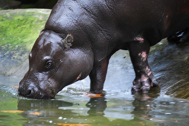 Fichier:Hippopotame pygmée s'abreuvant.jpg