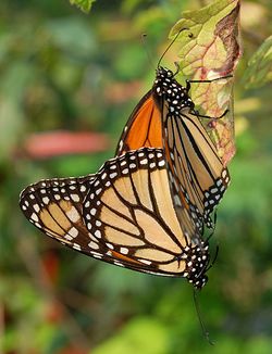 Monarch Butterfly Danaus plexippus Mating Vertical 1800px.jpg
