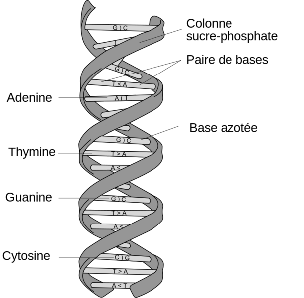 Fichier:DNA structure and bases FR.svg.png