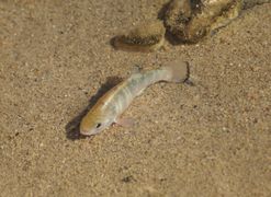 De rares poissons vivent dans les déserts, comme le cyprinodon de la vallée de la Mort, qui vit dans les rares trous d'eau.