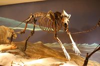 Canis dirus, un cousin préhistorique géant du loup, qui a disparu
