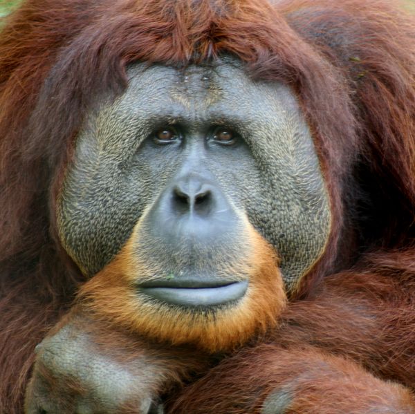 Fichier:Orang-outan de Sumatra.jpg
