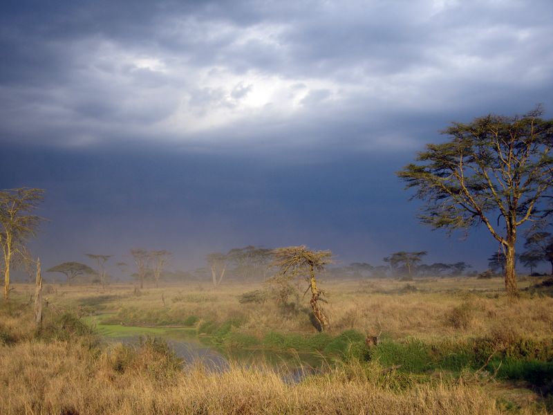 Fichier:Paysage du Serengeti.jpg