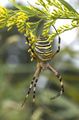 Une araignée, l'argiope frelon. Il existe environ 40 000 espèces d'araignées.