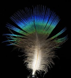Feather of male Pavo cristatus (Indian peafowl).jpg