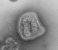 Influenza virus particle 8430 lores.jpg