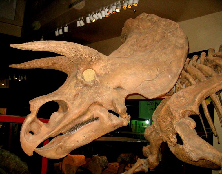 Fichier:Triceratops 2.jpg