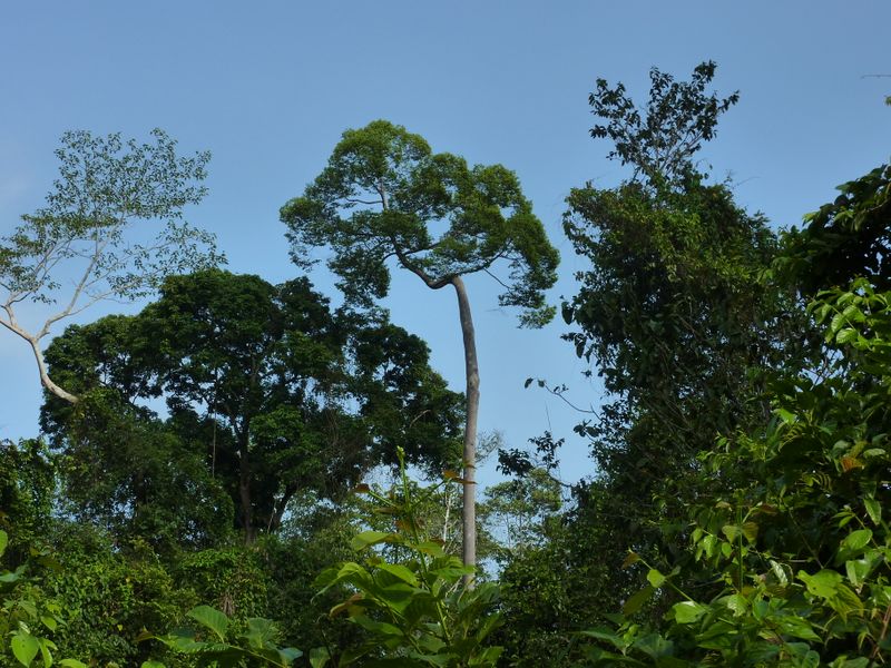 Fichier:Forêt dense Bornéo.jpg