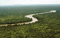 La forêt et le fleuve Gambie au Sénégal.
