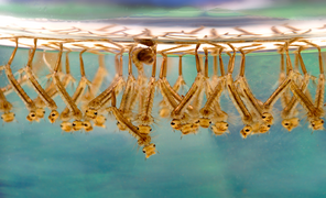 Les larves de moustiques respirent de l'air, mais vivent dans l'eau, grâce à une sorte de petit tube qui leur permet de respirer comme à travers un tuba. Leurs trachées sont situées à l'arrière de leur corps.