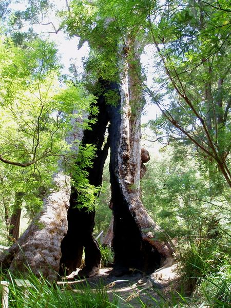 Fichier:Eucalyptus géant.jpg