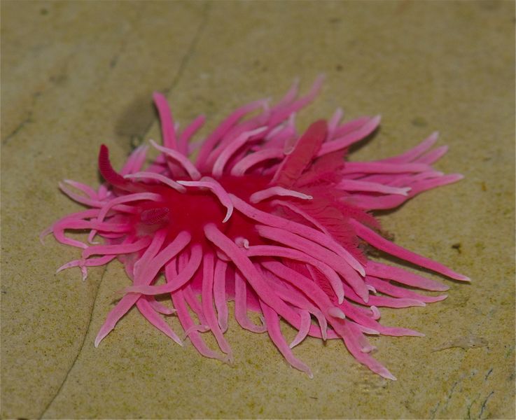 Fichier:Hopkinsia rosacea.jpg