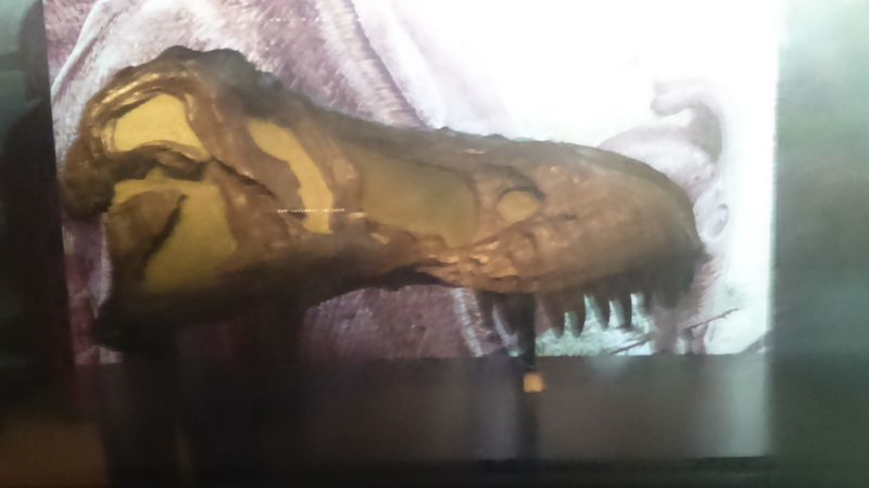Fichier:Demi crâne de Tyrannosaure.JPG