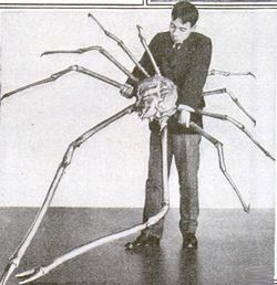 Comparaison entre la taille d'un crabe-araignée géant du Japon et un être humain.