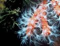 Le corps du corail rouge est constitué par une colonie de petits polypes blancs, sur un squelette rouge.