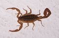 Un scorpion. Il existe environ 1 800 espèces de scorpions.