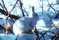 800px-Arctic Hare.jpg