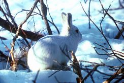 Le lièvre arctique est une des proies du harfang durant l'hiver. C'est de là que vient son nom.
