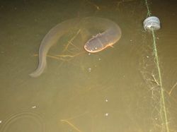 Une anguille électrique, la nuit, dans un bassin au Pérou. Elle s'est approché d'un filet de pêche.