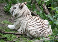 Bengal Tiger 059.jpg