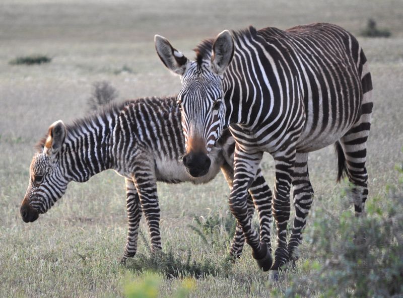 Fichier:Equus zebra zebra.jpg
