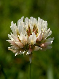Trifolium repens (inflorescense) Edit.jpg