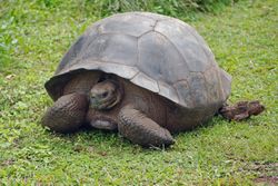 Une tortue géante des Galapagos, dans l'île de Santa Cruz