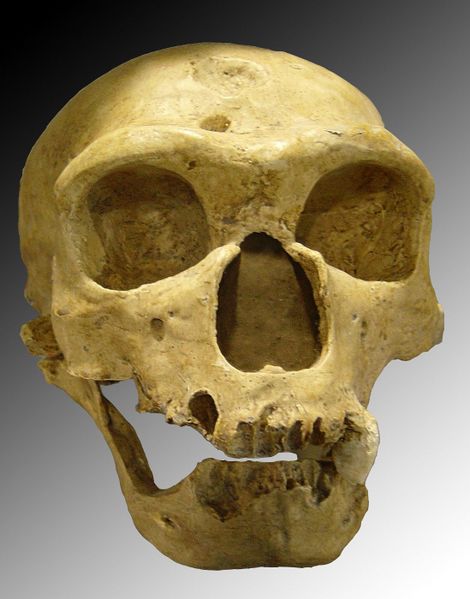 Fichier:Homo sapiens neanderthalensis.jpg
