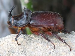Un scarabée rhinocéros