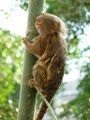 Le ouistiti pygmée est le plus petit singe du monde