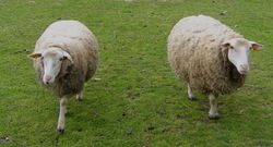 Cudos-moutons.jpg