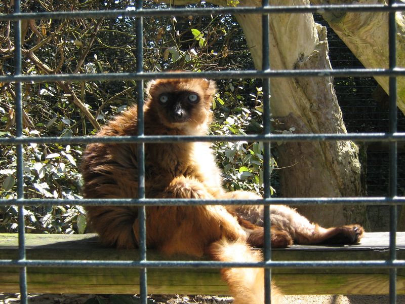 Fichier:Zoo lémur.JPG