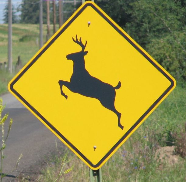 Fichier:Deer crossing.jpg