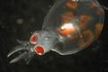 Une larve de pieuvre dans le plancton