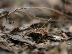 Un petit opilion, ou faucheux, sur le sol de la forêt, fortement grossi