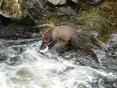 Un ours brun, capturant un saumon rose, en Alaska.
