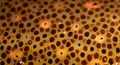 Chromatophores d'encornet de Californie