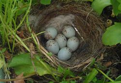 Un nid avec des œufs