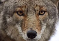 Portrait photographique animalier : un coyote