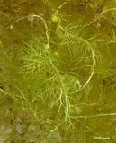 Une utriculaire. Les sortes de petites bulles vertes claires sont les pièges, appelés « outres », dans lesquels elle attrape les petits animaux aquatiques.