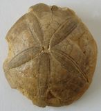 Fossile pétrifié d'un oursin de l'éocène (Égypte)