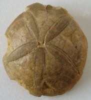 Fossile d'un oursin de l'éocène (Égypte)